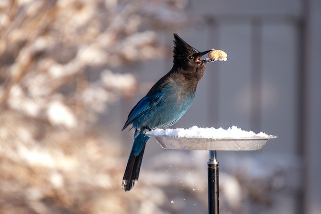 A bird on a bird feeder.