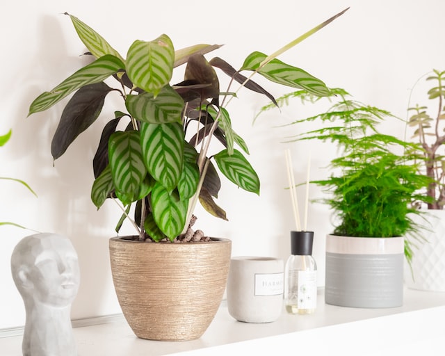 potted plants on a shelf